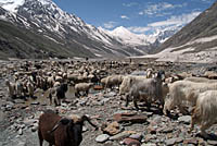 Sheep and Goats in Lahaul Valley, Himachel Pradesh, India