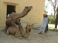 Camels Having Sex