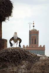 Stork at El Badi Palace, Marrakech, Morocco