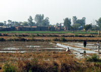 paddy fields, India