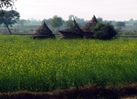 rape fields, India