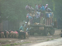 Lambs being packed into a Lorry, Myanmar