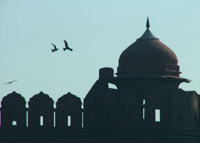 Birds of prey over the Red Fort, Delhi, India