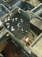 Kabootars - pigeons, Varanasi
