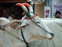 Indian Cow with painted horns, Delhi, India