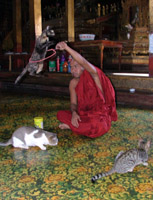 The Jumping Cat Monastery, Lake Inle, Myanmar - formerly Burma