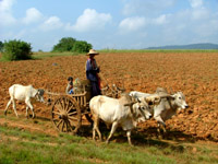 Bullock cart, Myanmar