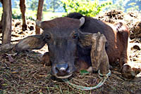 Baby buffalo near Bhulbhule