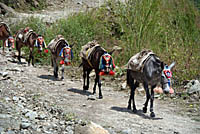 Unladen mule train on Annapurna Round