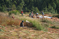 Harvesting buckwheat Pisang