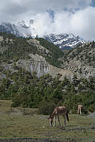 Horse in field with mountains behind