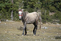 Runaway horse en route to Manang