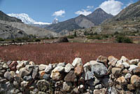 Buckwheat field Manang