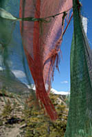 Prayer Flags on ridge Manang