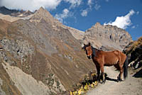 Horse on the path