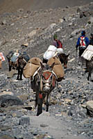 Mule train ascending Thorung La