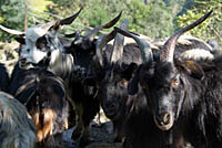 Goats Tatopani to Ghorepani