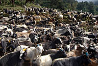 Large herd of goats