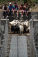 Goats on suspension bridge Tikhedhunga