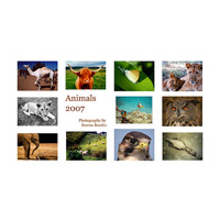 Buy Animals Calendar for 2007