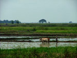 Countryside scene of Bullock pulling a plough, Myanmar
