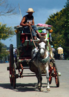 Horse-drawn stagecoach, Maymyo, Myanmar